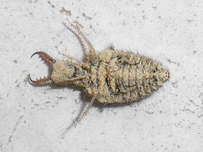 Larva di Myrmeleon formicarius